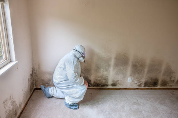 Mold Removal and Inspection in Crooked River Ranch, OR