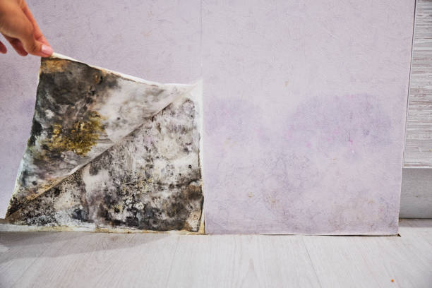 Best Commercial Mold Removal  in Crooked River Ranch, OR